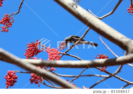 ヒヨドリとイイギリの実 85308637