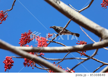 ヒヨドリとイイギリの実 ヒヨドリとイイギリの実 85308640