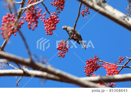 ヒヨドリとイイギリの実 ヒヨドリとイイギリの実 85308645