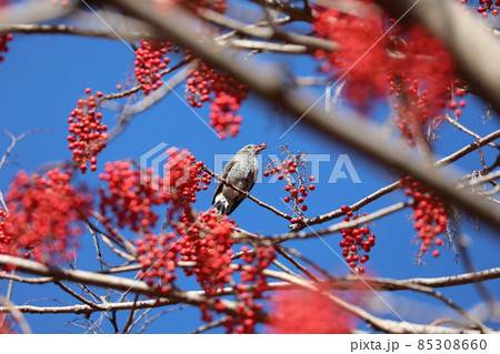 ヒヨドリとイイギリの実 85308660