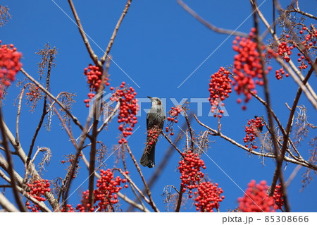 ヒヨドリとイイギリの実 ヒヨドリとイイギリの実 85308666