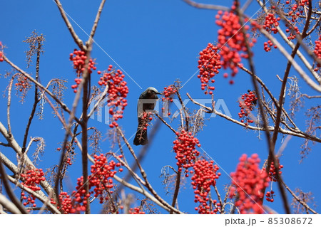 ヒヨドリとイイギリの実 ヒヨドリとイイギリの実 85308672