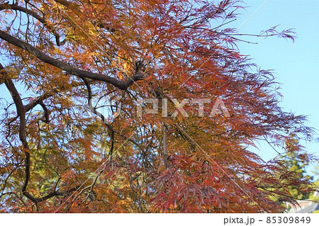 青空を背景にした綺麗な紅葉 青空を背景にした綺麗な紅葉 85309849