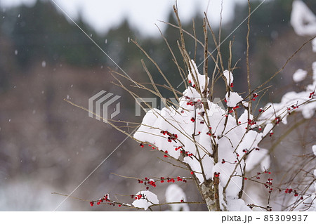 マユミの実と雪 マユミの実と雪 85309937