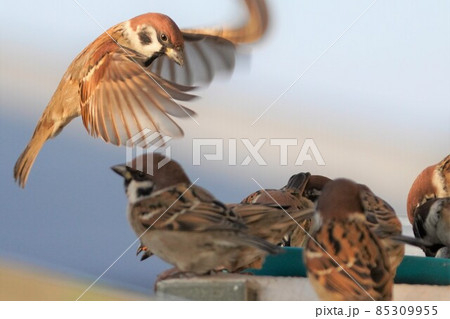 スズメ スズメ 85309955