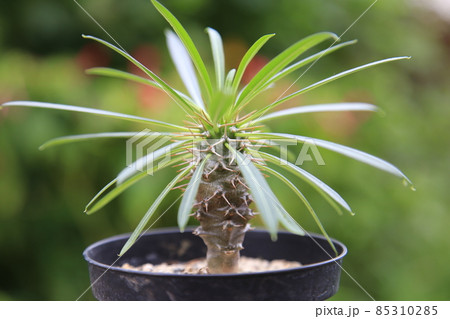 綺麗な緑色の葉と棘が魅力的なパキポディウムラメリー 綺麗な緑色の葉と棘が魅力的なパキポディウムラメリー 85310285