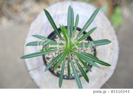 綺麗なパキポディウムラメリー 85310343