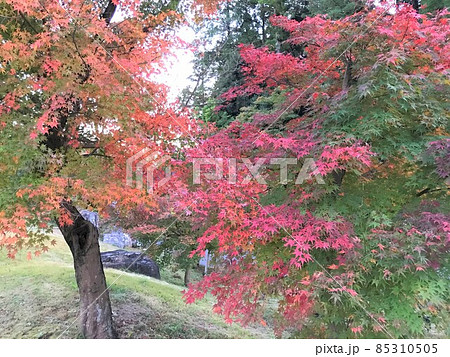 紅葉 紅葉 85310505