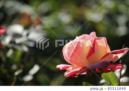 荒尾市 おもやい市民花壇 バラの花、 荒尾市 おもやい市民花壇 バラの花、 85311049