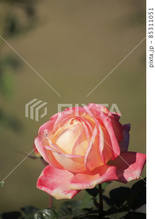 荒尾市 おもやい市民花壇 バラの花、 荒尾市 おもやい市民花壇 バラの花、 85311051