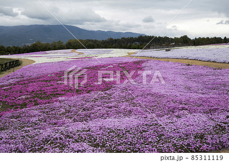 信州まつもと空港の芝桜　春の景色 85311119