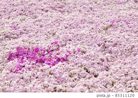 信州まつもと空港の芝桜　春の景色 85311120