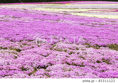 信州まつもと空港の芝桜　春の景色 85311122