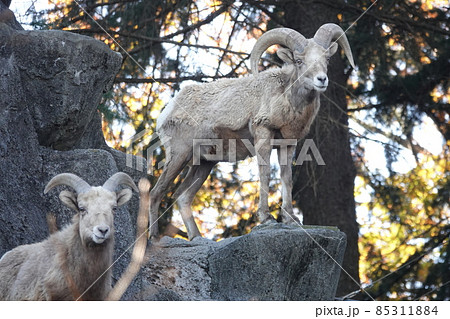 雌の声を聞いて 85311884