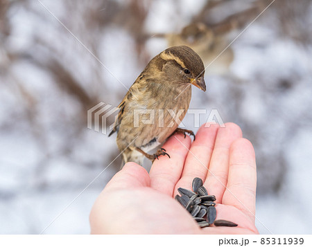 Sparrow eats seeds from a man's hand Sparrow eats seeds from a man's hand 85311939