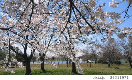清潟公園の桜と青空と清潟 清潟公園の桜と青空と清潟 85311971