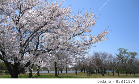 清潟公園の桜と青空と清潟 85311974