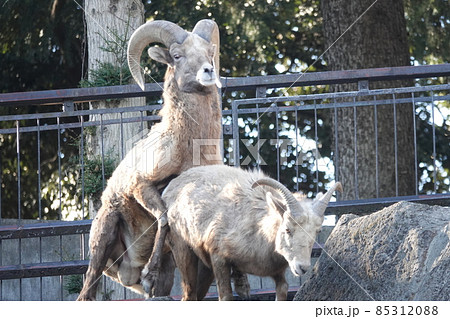 うぉぉぉ 85312088