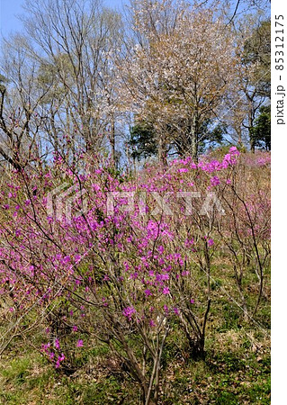 雑木林のミツバツツジ 【相模原市津久井 4月】 雑木林のミツバツツジ 【相模原市津久井 4月】 85312175