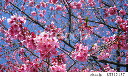 清潟公園の桜と青空と清潟 85312187