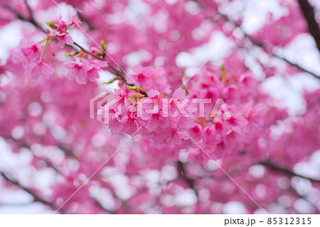 画面いっぱいの満開の桜 画面いっぱいの満開の桜 85312315
