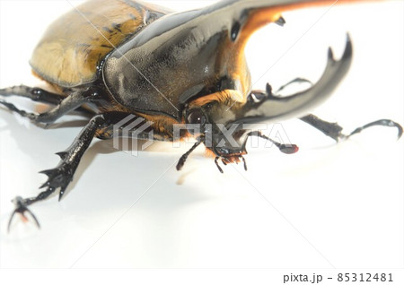 ヘラクレスオオカブトのヘラクレスヘラクレス　白背景 85312481