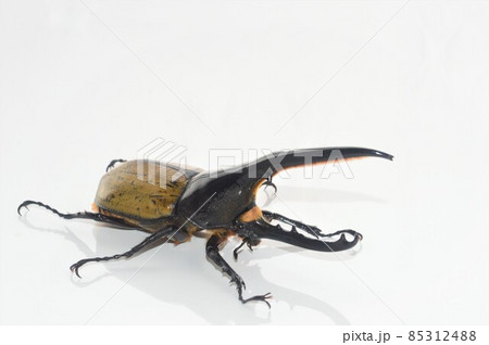 ヘラクレスオオカブトのヘラクレスヘラクレス 白背景 ヘラクレスオオカブトのヘラクレスヘラクレス 白背景 85312488