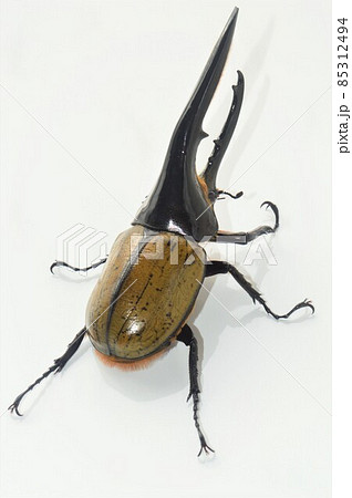 ヘラクレスオオカブトのヘラクレスヘラクレス　白背景 85312494