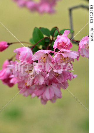 早春の秋津公園に咲いた花海棠の写真素材