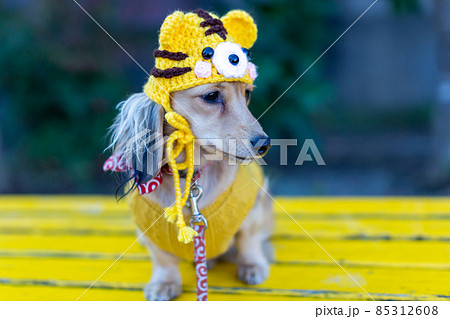 干支 虎年 公園で散歩をするダックスフンド 干支 虎年 公園で散歩をするダックスフンド 85312608