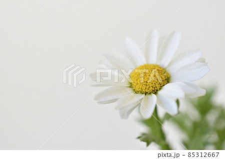 ノースポール 85312667