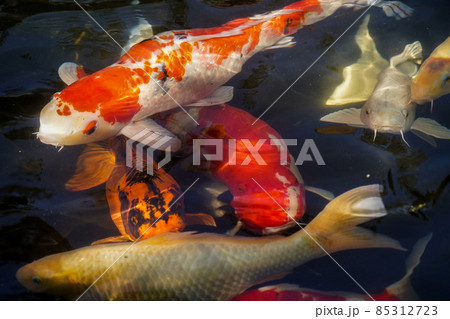 Beautiful red black white and orange colorful Koi fish in the water canal Beautiful red black white and orange colorful Koi fish in the water canal 85312723