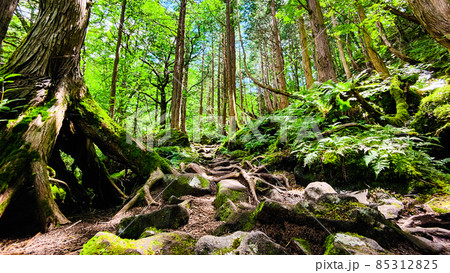 蓼科の森 85312825