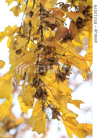 唐楓（トウカエデ）の紅葉 85313076