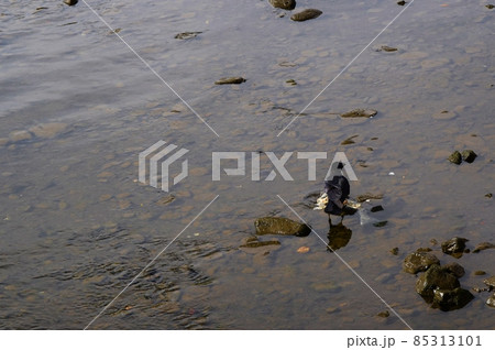 力尽きた鮭を狙う烏 北海道 力尽きた鮭を狙う烏 北海道 85313101