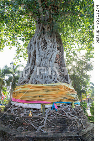 Ancient sand-stone head of the Buddha image in a bodhi tree root. Ancient sand-stone head of the Buddha image in a bodhi tree root. 85313274