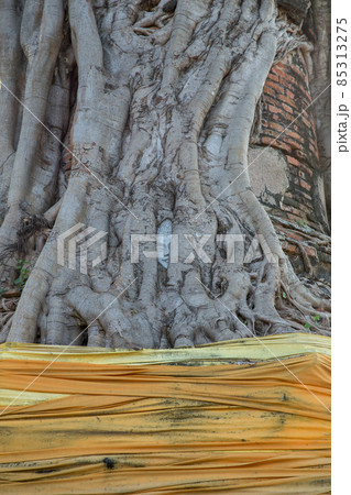 Ancient sand-stone head of the Buddha image in a bodhi tree root. Ancient sand-stone head of the Buddha image in a bodhi tree root. 85313275