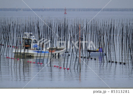 大牟田市　三池港　海苔摘み、 85313281