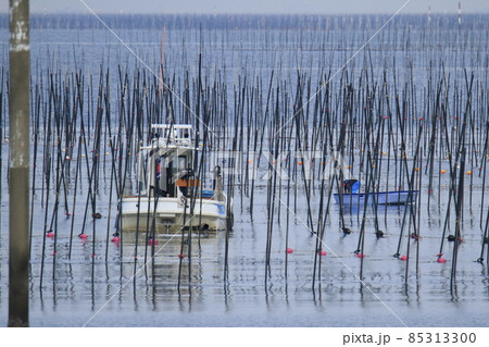 大牟田市 三池港 海苔摘み、 大牟田市 三池港 海苔摘み、 85313300