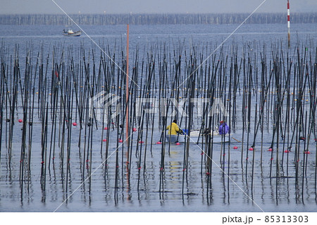 大牟田市 三池港 海苔摘み、 大牟田市 三池港 海苔摘み、 85313303
