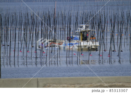 大牟田市　三池港　海苔摘み、 85313307