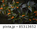 千両 85313652
