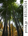 竹林 85313654