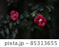 椿 85313655