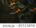 千両 85313656