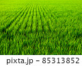 稲田 85313852