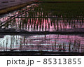 夕暮れの水田 85313855