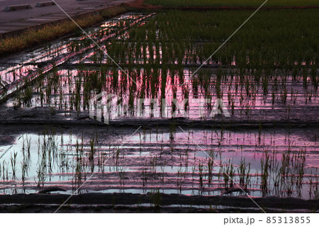 夕暮れの水田 85313855