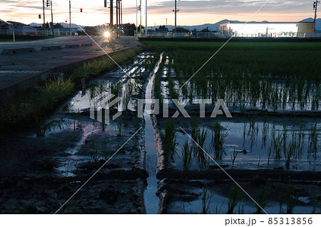 夕暮れの水田 85313856