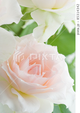 ピンクのバラ ピンクのバラ 85314342